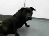 Adopt LUCKY a Black Labrador Retriever  Rottweiler  Mixed dog in