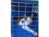 Adopt Spot a White (Mostly) Domestic Shorthair (short coat) cat 