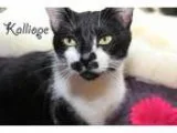 Adopt Kalliope a Black and White or Tuxedo Domestic Shorthair  M