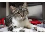 Adopt Agnes a Tan or Fawn Domestic Shorthair  Mixed cat in Wichi