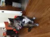 Adopt Charlie a Australian Cattle Dog  Australian Kelpie  Mixed 
