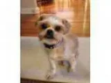 Adopt Emmy a White - with Tan Yellow or Fawn Shih Tzu Mixed dog