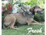 Adopt Fresh a Labrador Retriever