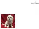 Hector WE DELVER PUPPIES TO YOUR DOOR