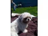 Adopt Luke a Lhasa Apso