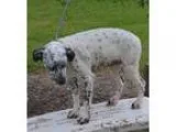 Adopt  G  Puppies a White - with Black Dalmatian  Mixed dog in N