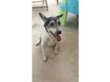 Adopt CharlieMS a Jack Russell Terrier