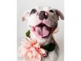 Adopt GISELLE a Pit Bull Terrier  Mixed dog in Sacramento CA (15