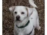 Adopt Zap a Jack Russell Terrier (Parson Russell Terrier)