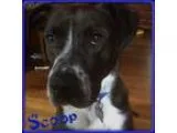 Adopt SCOOP a BrownChocolate - with White Labrador Retriever  Po