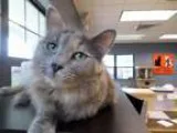 Adopt Curie a Domestic Medium Hair Calico