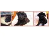 Designer Breed Yorkiepoo