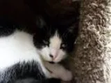 Adopt Joy a Black and White or Tuxedo Domestic Shorthair (short 
