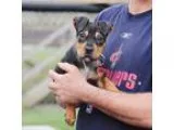 Adopt Rox a BrownChocolate - with White Bull Terrier  Mixed dog 