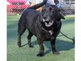 Adopt Zoey a Black Basset Hound  Labrador Retriever  Mixed dog i