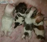 Adopt Dots a White - with Gray or Silver Shih Tzu  Mixed dog in 