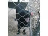 Adopt Pippin a Labrador Retriever