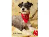 Adopt Roulette a Schnauzer Poodle