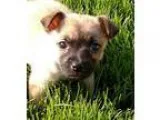 Adopt Patty a TanYellowFawn - with Black Miniature Pinscher  Mix