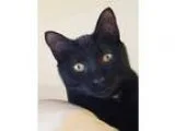 Adopt Olaf a Black (Mostly) Domestic Shorthair (short coat) cat 