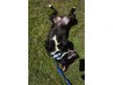 Adopt Finn a Great Dane Labrador Retriever