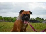 Adopt Henry a TanYellowFawn Boxer  Mixed dog in Waldron AR (1540