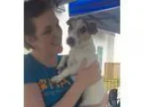 Adopt Jordan a White - with Black Jack Russell Terrier  Mixed do
