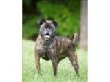 Adopt Sugar a Pug  Mixed dog in Charlottesville VA (15464919)