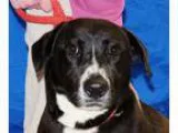 Adopt Beuford a Black - with White Retriever (Unknown Type)  Mix