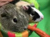 Adopt Mary and Pip a Guinea Pig