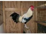 Adopt Brooks a Chicken