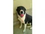 Adopt Phife a Border Collie dog in Camden DE (15417819)
