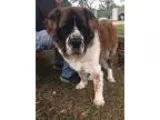 Adopt Daisy Mae a St. Bernard  Mixed dog in Loxahatchee FL (1558