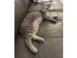 Free Domestic Short Hair Cat