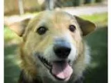 Adopt Buster a Jack Russell Terrier