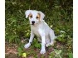 Adopt Mozzie a Labrador Retriever  Jack Russell Terrier  Mixed d