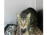 Adopt Scout a Brown Tabby Domestic Shorthair  Mixed cat in Hilto