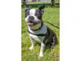 Adopt Bebe a Black - with White Boston Terrier  Mixed dog in Sal