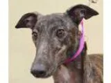 Adopt Wiggles a Greyhound