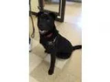 Adopt Dane a Labrador Retriever