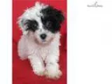 Gibbs (Courtesy Listing from Princeton IN) - Male Border Collie 