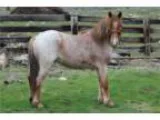 Well trained 49&quot red roan filly pony