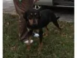 Adopt Lucy a Rottweiler Hound