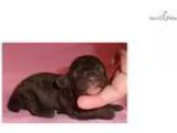 Mocha Miniature Poodle Puppy for Sale in Ohio