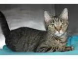 Adopt Pacari a Brown Tabby Domestic Shorthair  Mixed cat in Hilt