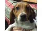 Adopt Bridgette a Tricolor (TanBrown and Black and White) Beagle