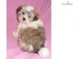 Hazel Female Havanese puppy for Sale in Ohio