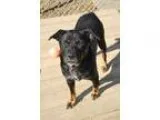 Adopt Timmy a Black - with Brown Red Golden Orange or Chestnut R