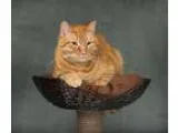 Adopt Clarence a Domestic Mediumhair  Mixed cat in Salt Lake Cit