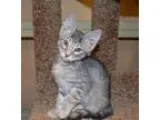 Adopt DAPHNE - GREAT GIRL a Gray Blue or Silver Tabby Domestic S